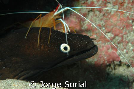 Lady Scarlata and Moray Eel in perfect harmony by Jorge Sorial 