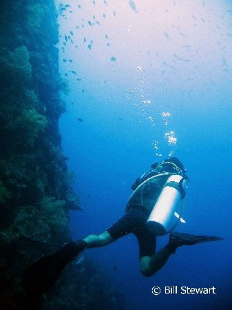 Diving the wall at Tubla Point, Moaboal, Cebu, Philippine... by Bill Stewart 