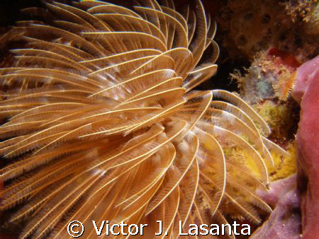 feather duster worm at v.j.levels dive site in parguera w... by Victor J. Lasanta 