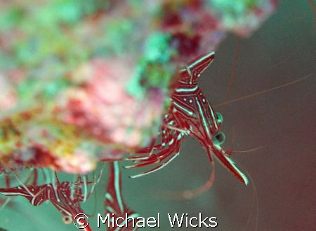Shrimp, cleaner by Michael Wicks 