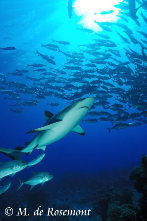 Grey reef shark and a school of jack fishes. D50/12-24mm ... by Moeava De Rosemont 