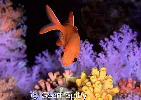 squirrelfish by Geoff Spiby 