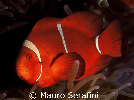 Red clown fish by Mauro Serafini 