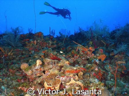 fernando in the edge of g point dive site at parguera wall! by Victor J. Lasanta 