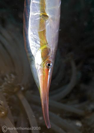 Rigid Shrimpfish.
Lembeh.
60mm. by Mark Thomas 