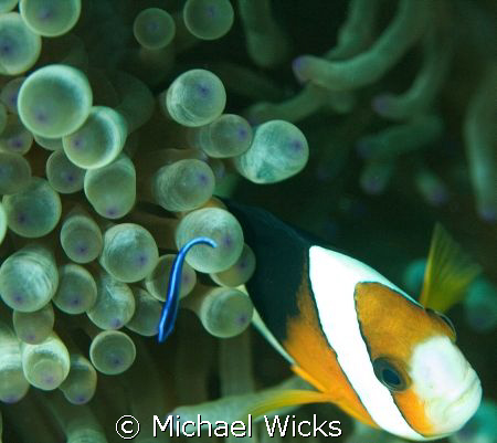 Clown fish anemone by Michael Wicks 