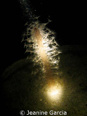 These things pop out of the sand at night. Interesting ho... by Jeanine Garcia 
