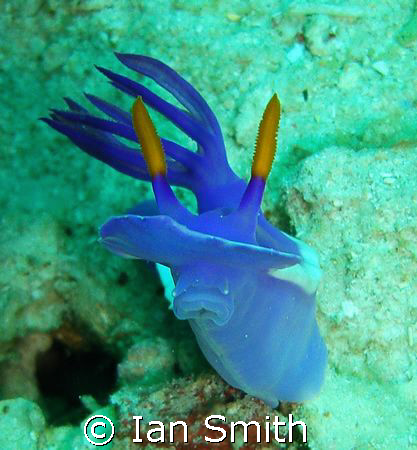 here's lookin at you kid!

Nudi, caught with head up fo... by Ian Smith 