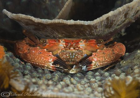 Reef crab. Night dive. Lembeh Straits. by Derek Haslam 