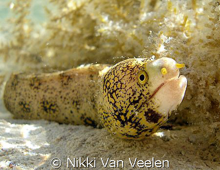 Found this moray eel in very shallow water, taken at Nabq... by Nikki Van Veelen 