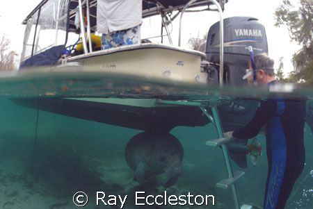 Manatee playing hide and seek. Look under the boat.  Came... by Ray Eccleston 