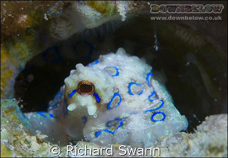 Keeping an eye out !  Blue Ring Octopus, Sabah , Borneo  ... by Richard Swann 