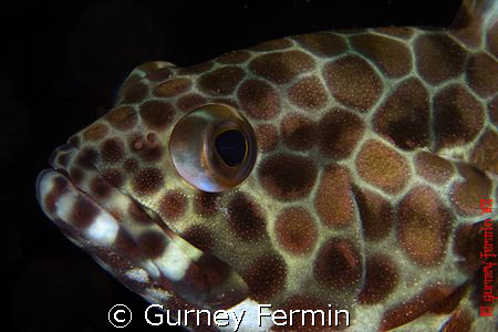 Resting and and ready for some portrait shot.  A grouper ... by Gurney Fermin 