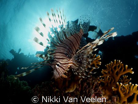 Lionfish taken at Nabq Park with E300, 14mm lens and 0.25... by Nikki Van Veelen 