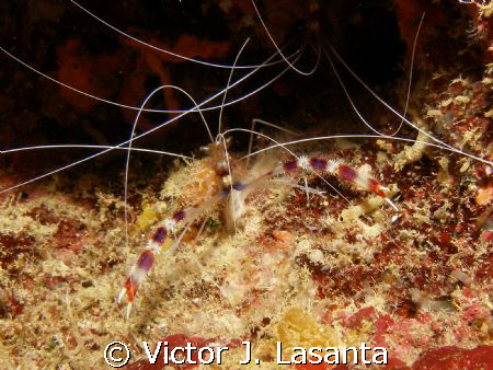 nice red banded shrimp at efra wall dive site in parguera... by Victor J. Lasanta 