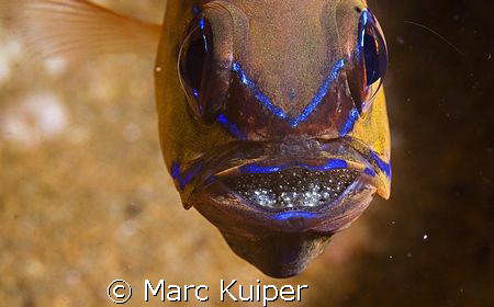 ring-tail cardinalfish with eggs in the mouth. by Marc Kuiper 