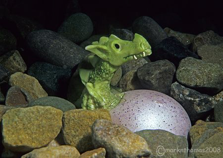 Dragon hatching on St David's Day.
A secret freswater si... by Mark Thomas 
