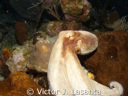 on the run!!! reef octopus at old buoy dive site in pargu... by Victor J. Lasanta 