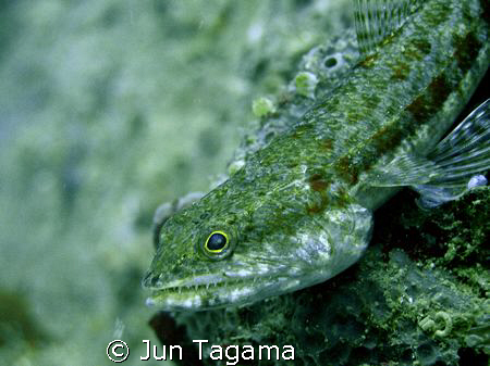 Sharp teeth lizard fish (Synodus synodus).  by Jun Tagama 