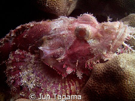 Pink Tasseled Scorpionfish (Scorpaenopsis oxycephala) by Jun Tagama 