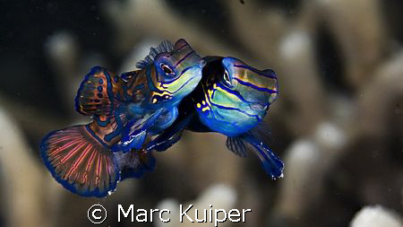 mating mandarinfish--look under the belly of female--ther... by Marc Kuiper 