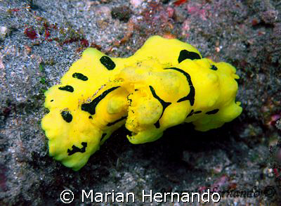 Nudibranch: Notodoris Minor, found in Lembeh Strait, Nort... by Marian Hernando 