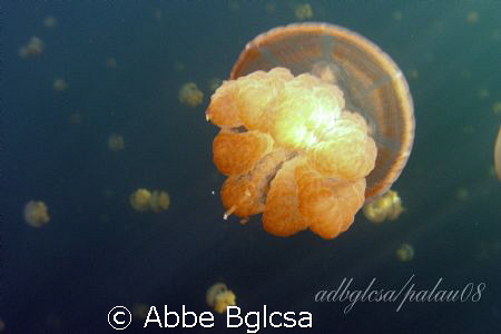 Jellyfish in the jellyfish lake in Palau by Abbe Bglcsa 