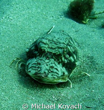 One of a pair of Searobins found on the sand just to the ... by Michael Kovach 