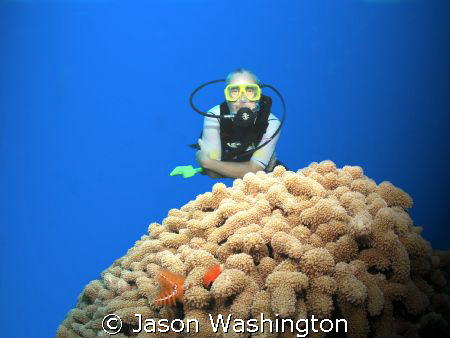 Diver on North Wall Grand cayman by Jason Washington 