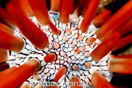 Red Pencil Urchin. Taken with my Canon 20d 60mm macro ISO... by Stuart Ganz 