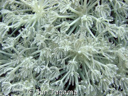 White white white, Waving Hand Coral (Anthelia sp.) by Jun Tagama 
