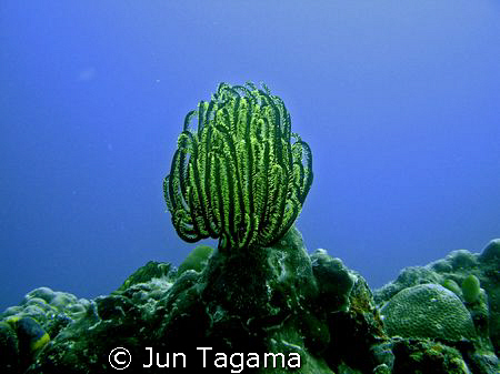 Lonely feather star - Yellow Crinoid (Oxycomanthus bennetti) by Jun Tagama 