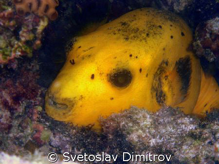 yellow pufferfish. Olimpus Miju 700, no strobe by Svetoslav Dimitrov 