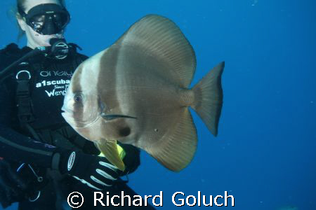 Batfish checking on diver during safty stop. by Richard Goluch 