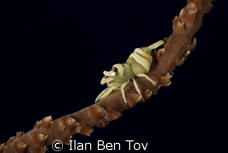 Whip coral shrip by Ilan Ben Tov 