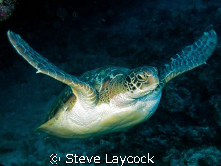 Green turtle, flying through the water by Steve Laycock 