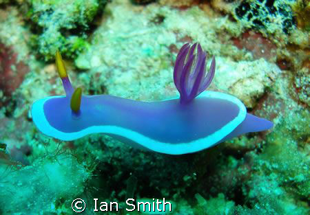 Nudi taking a stroll....if that's what nudi's do!? by Ian Smith 