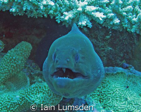 Conger eel says hi! by Iain Lumsden 
