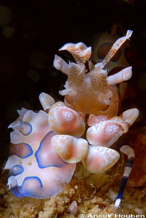 The poor bugger lost a big claw. Harlequin shrimp, Hymeno... by Anouk Houben 