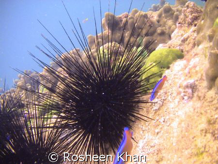  Sea Urchins Karachi coast.Pakistan by Rosheen Khan 