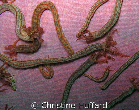 Sea cucumbers on a sponge by Christine Huffard 