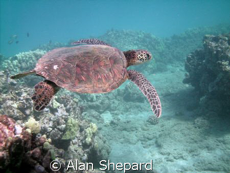 Another turtle.  I just love the picture.  As always, H-B... by Alan Shepard 