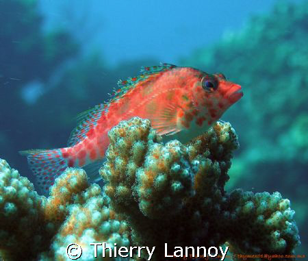 Hawkfish in the Sea of Cortez....Mexico by Thierry Lannoy 