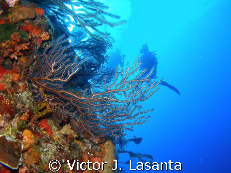 above the edge of the wall at v.j.levels dive site in par... by Victor J. Lasanta 