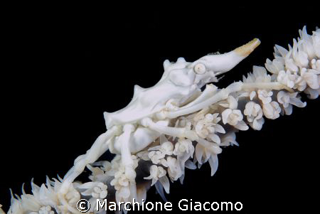 Skeleton shrimp:Moal Boal, Cebu 2008
Nikon D200 , 60 mac... by Marchione Giacomo 