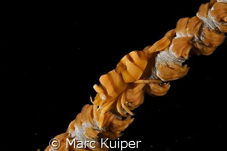 whip coral partner shrimp. by Marc Kuiper 