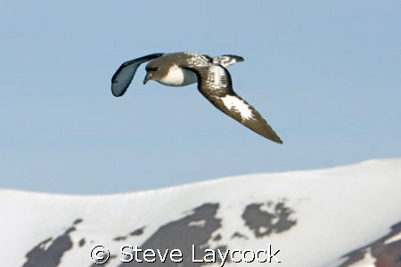 Cape petral, flying past the snowy peaks of Antartica by Steve Laycock 