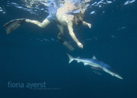my beautiful baby blue - playing with the free divers! by Fiona Ayerst 