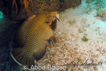 Big Wrasse at the Cleaning Station ... German Channel, Palau by Abbe Bglcsa 