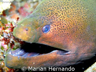 Morey eel's best smile. Taken in Bunaken, North Sulawesi ... by Marian Hernando 